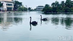 錦繡花園 M段第五街 錦繡/加州/葡萄園