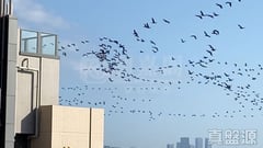 WETLAND SEASONS PARK 1期 17座 極高層 A6室 天水圍
