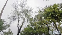 银河苑 A座 (银旭阁) 高层 12室 离岛/大屿山