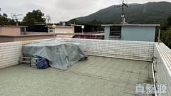 井欄樹 西貢