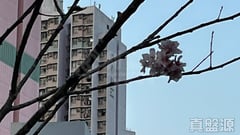 錦豐苑 錦薇閣 (G座) 高層 3室 馬鞍山