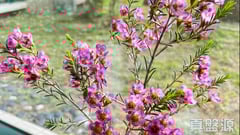 觀瀾雅軒 5座 低層 A室 馬鞍山